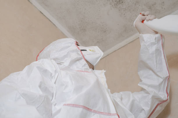 Attic Mold Removal in South Palm Beach, FL